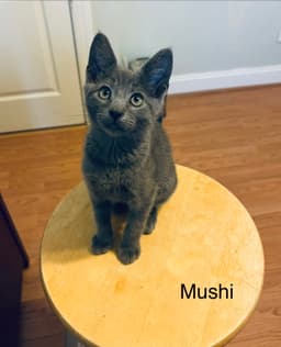 Mushi image 3
