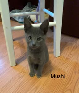 Mushi image 4