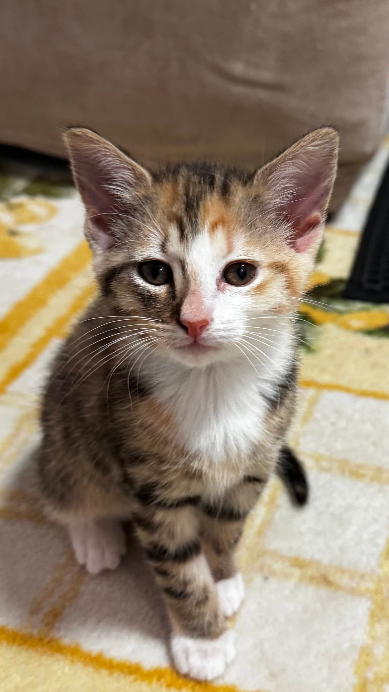 Purrington - Calico