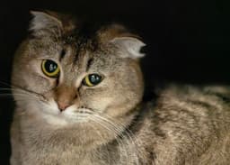 Bella Q image 1