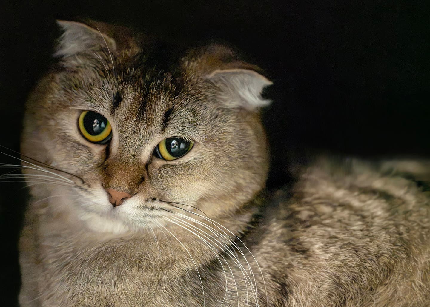 Bella Q - Scottish Fold