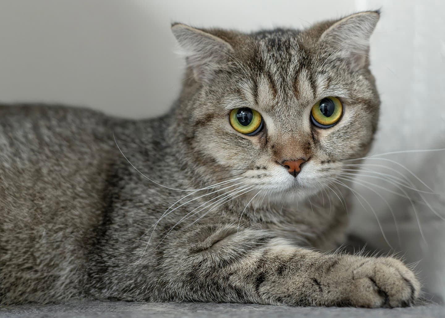 Bella Q - Scottish Fold