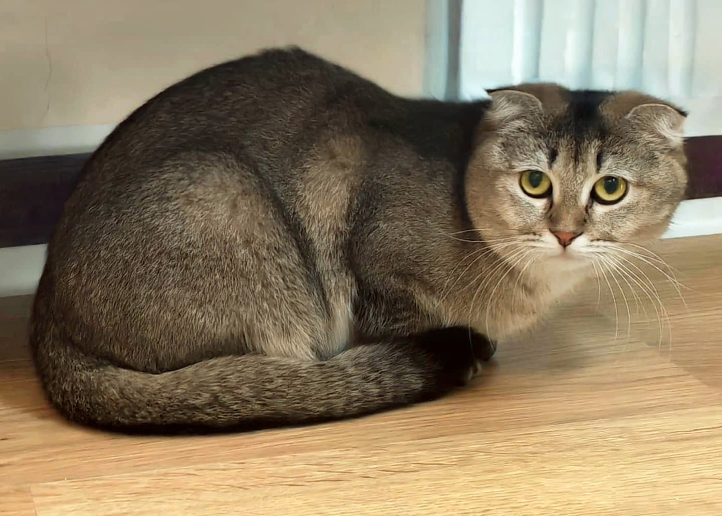 Honna - Scottish Fold