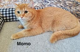Momo Q image 2