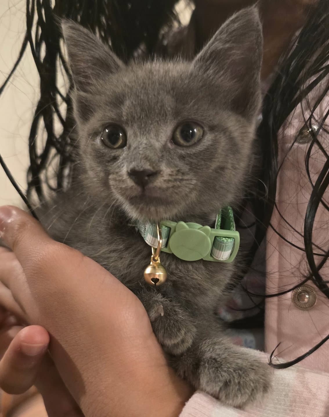 Little Sprout - Russian Blue