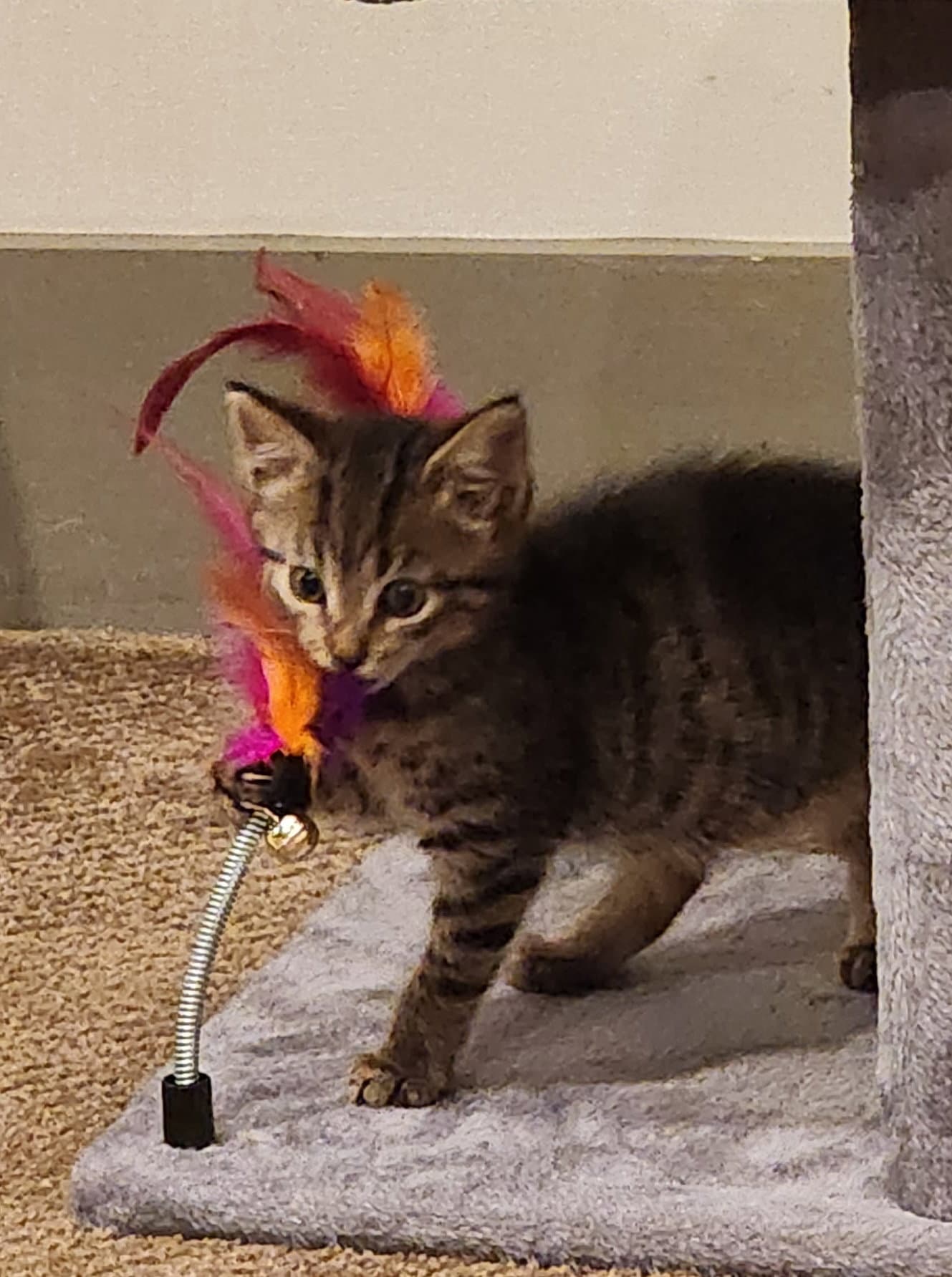 Yafa - Tabby