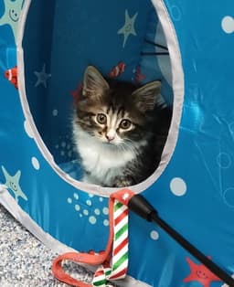 Maisie image 1