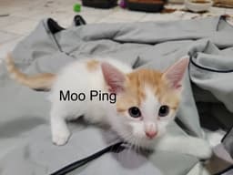 Moo Ping image 1