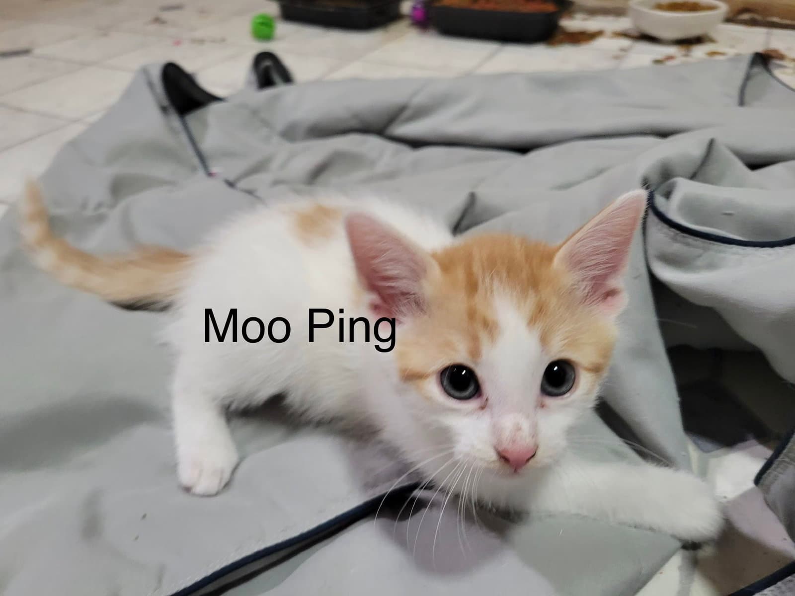 Moo Ping - Domestic Short Hair