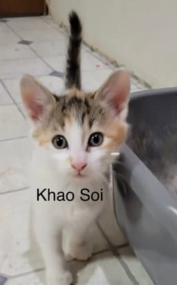 Khao Soi image 1