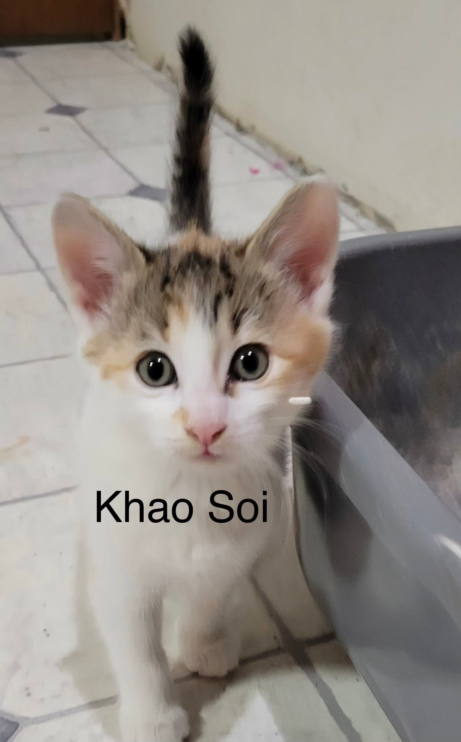Khao Soi - Domestic Short Hair