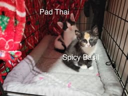 Pad Thai image 2