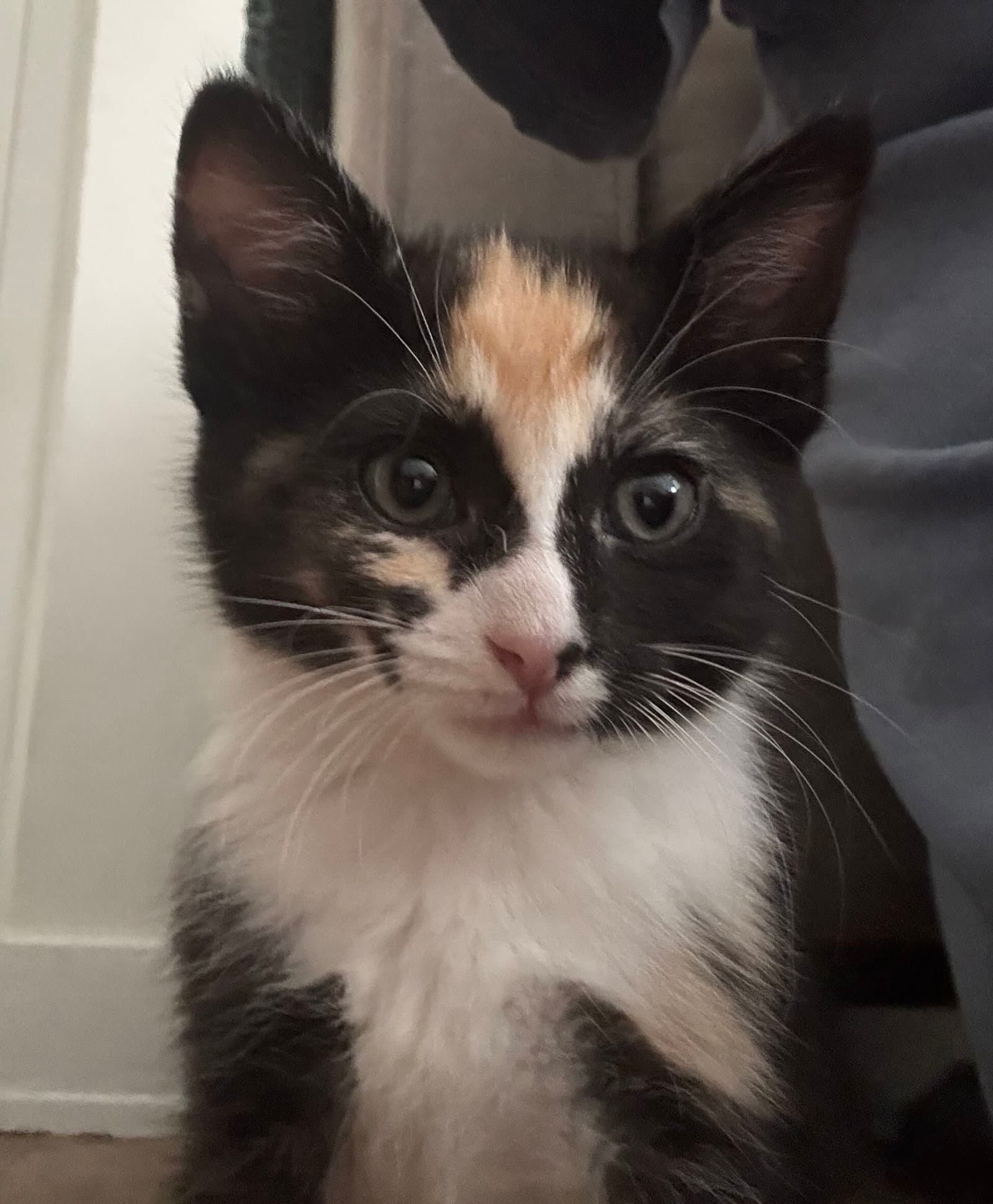 Spicy Basil - Calico