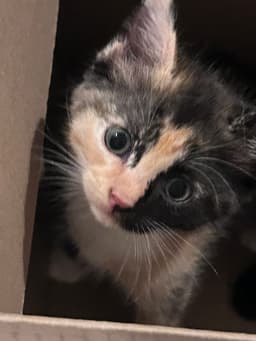 Dolly image 2