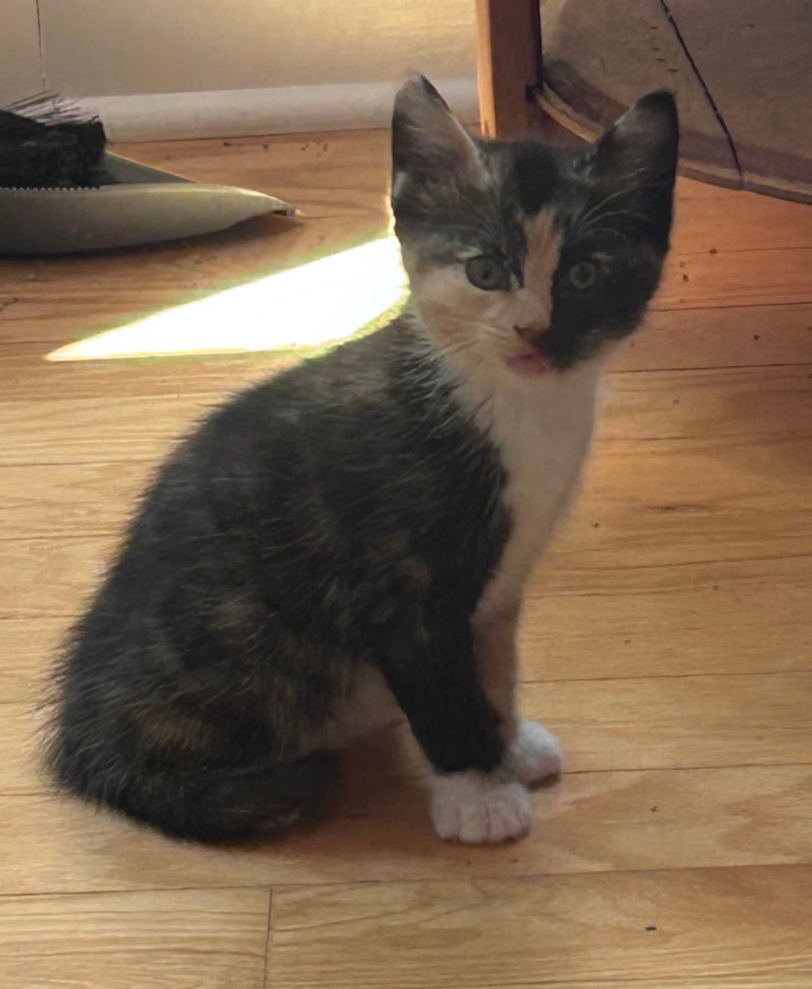 Dolly - Calico