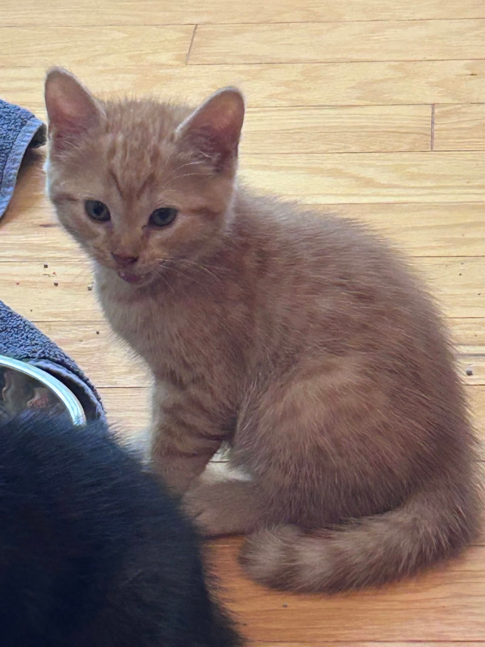 Wilie - Domestic Short Hair