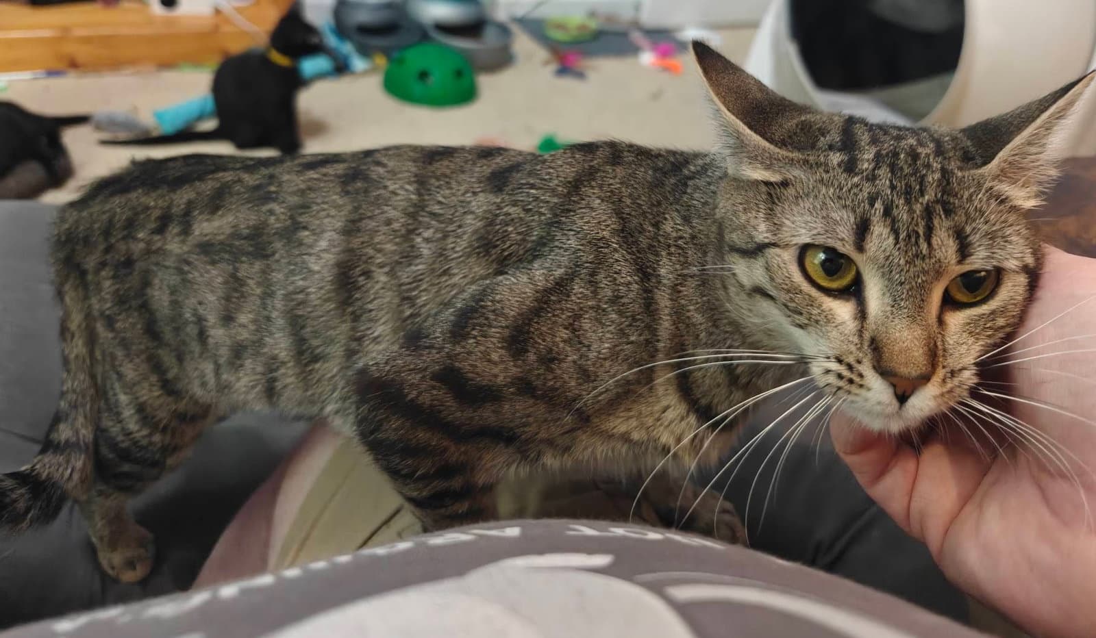 Evelyn - Domestic Short Hair