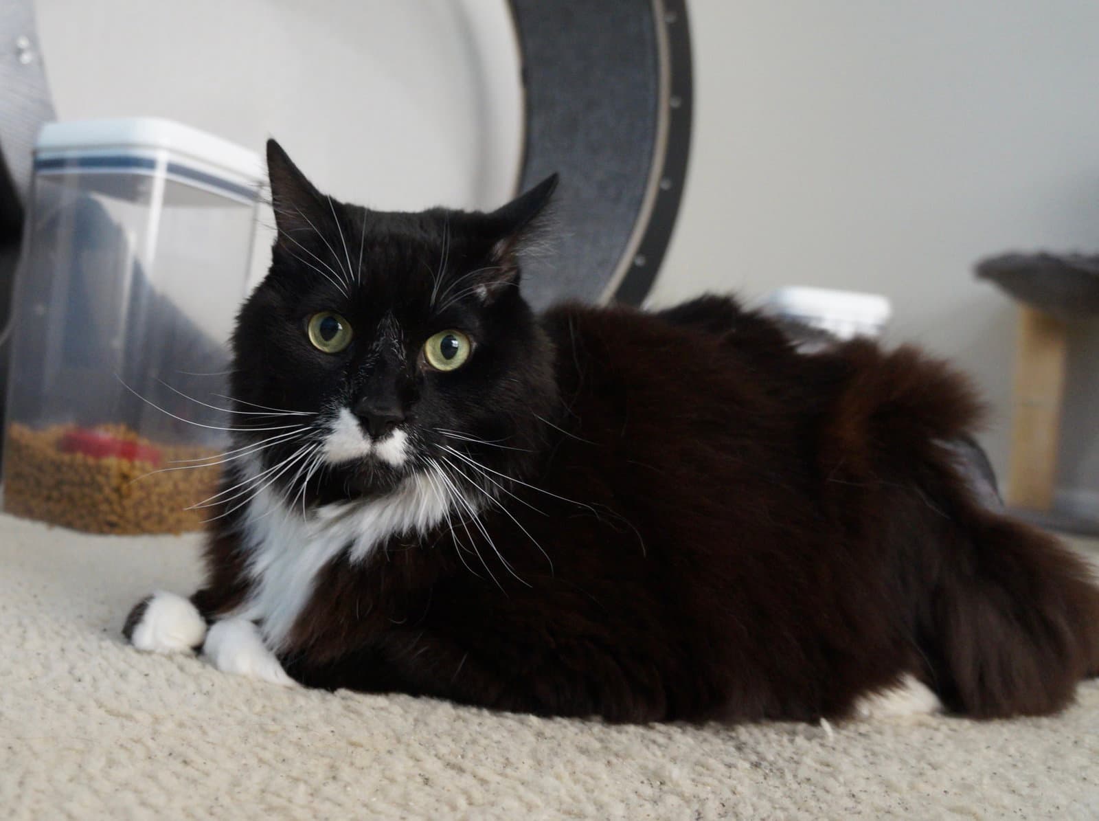 Edgar - Tuxedo