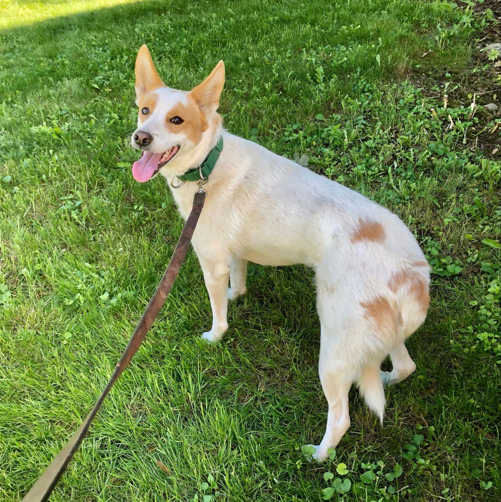 Ricardo - White German Shepherd