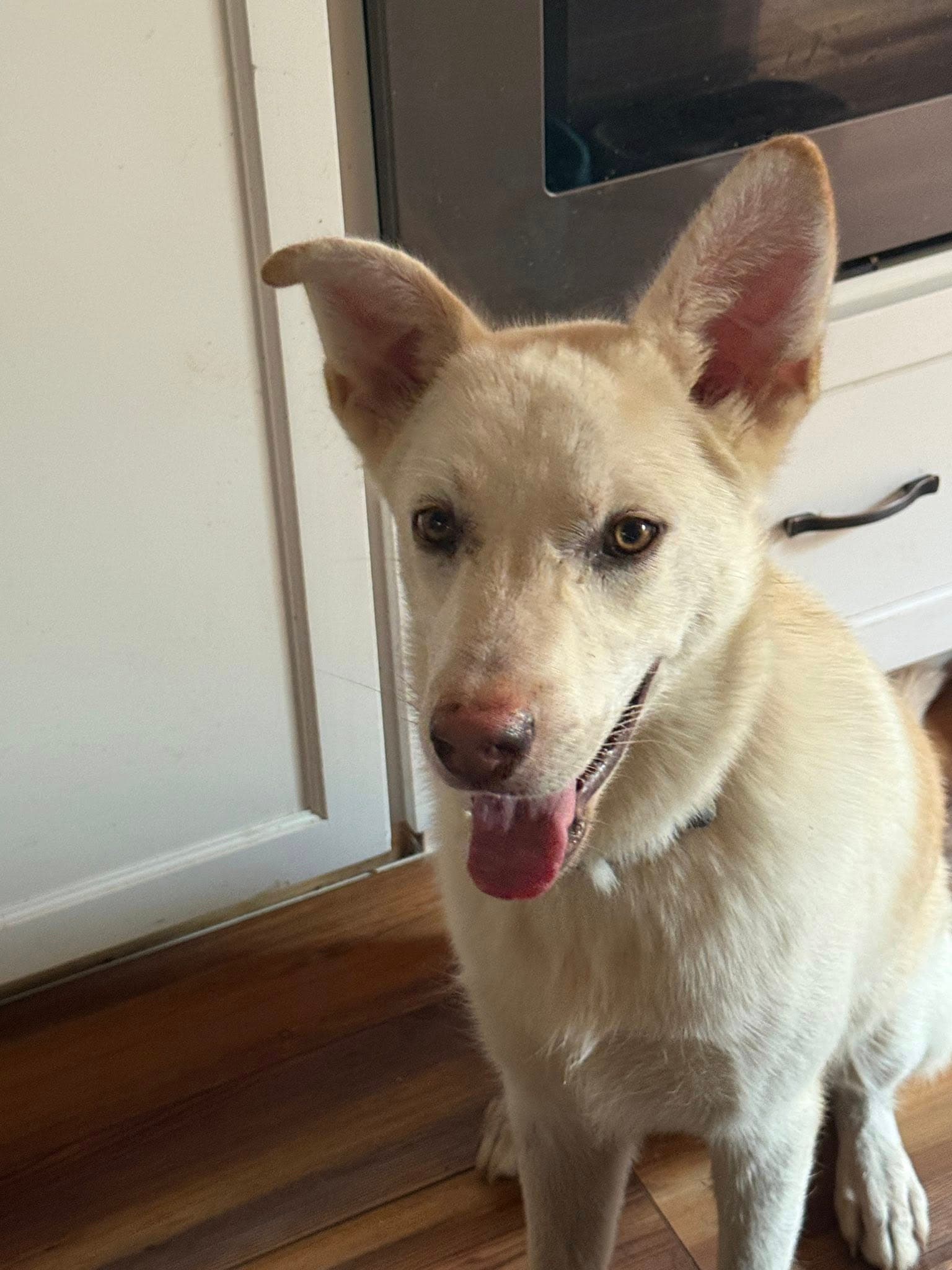 Jace - White German Shepherd