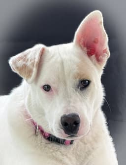 Cindy image 1