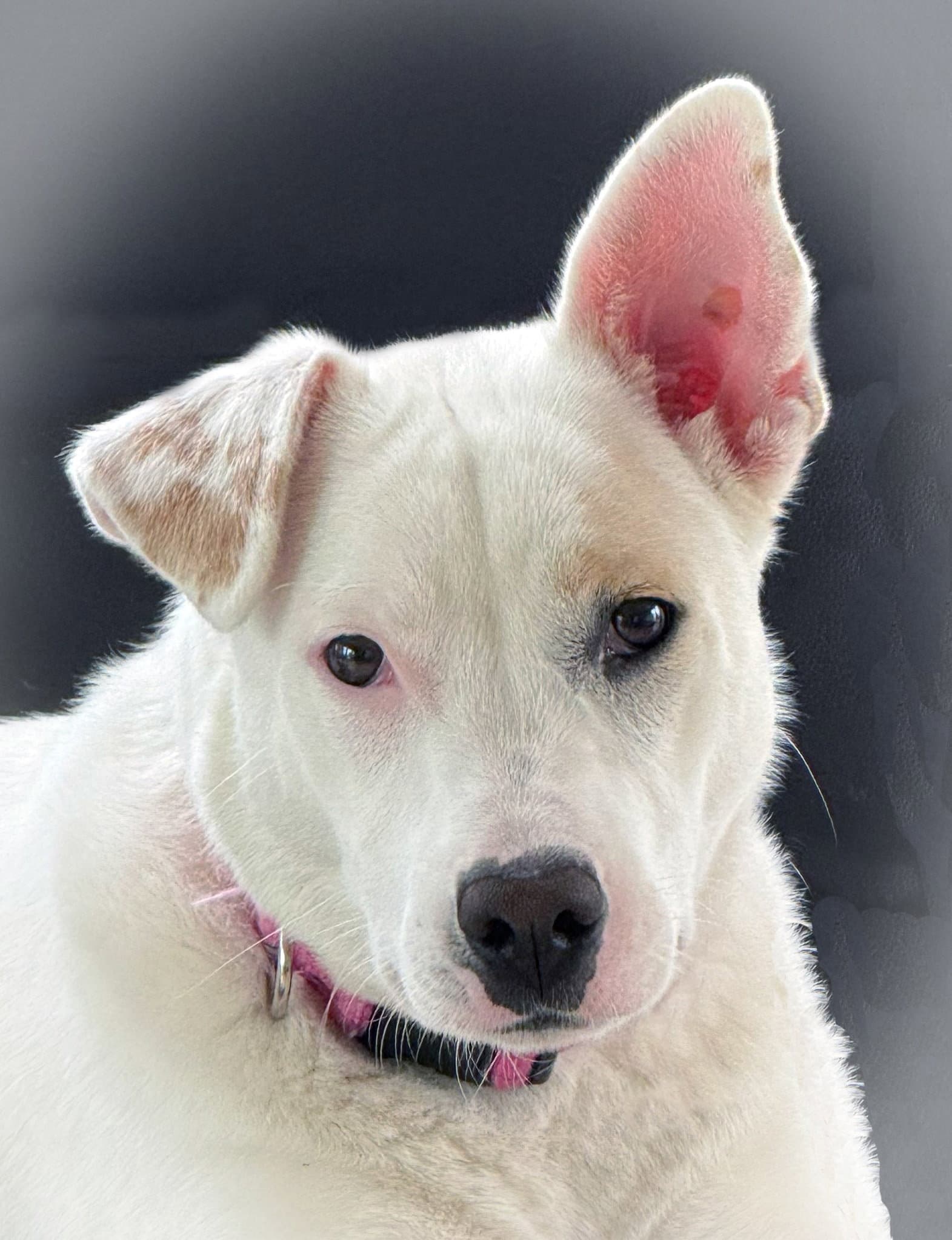 Cindy - Cattle Dog
