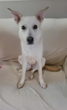Sami image 1