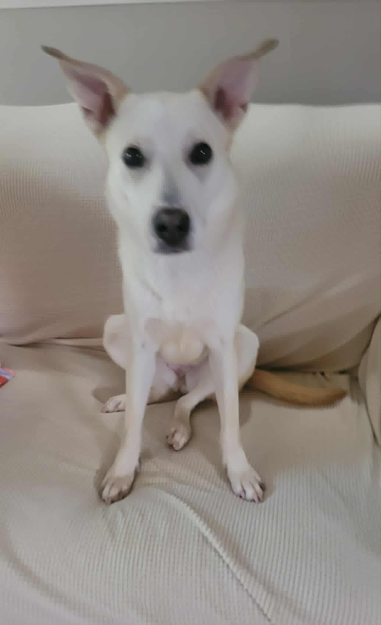 Sami - White German Shepherd