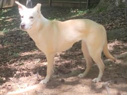 Sami image 3