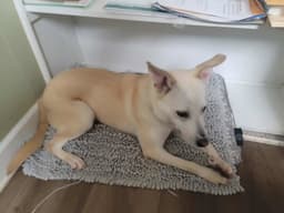 Sami image 4