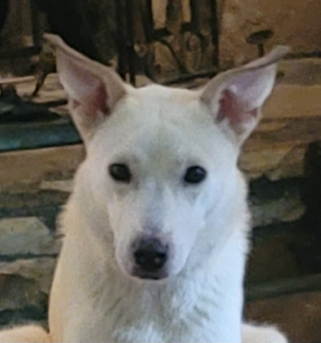 Sami - White German Shepherd