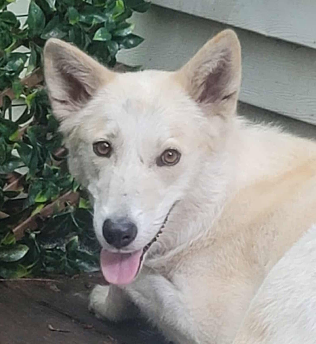 Tam - White German Shepherd
