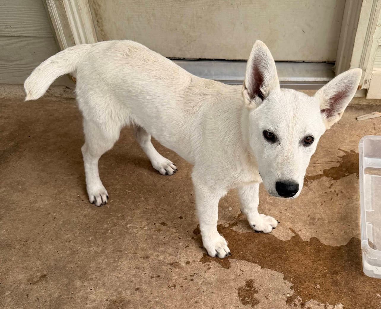 Sophia - White German Shepherd