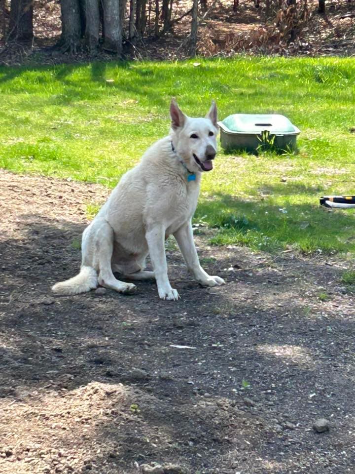 Knight - White German Shepherd