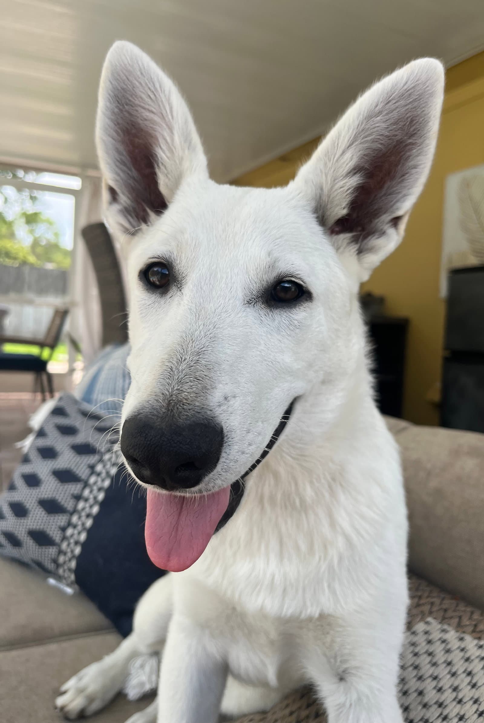 Rosie - White German Shepherd