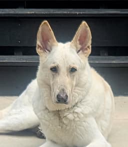 Morris image 1