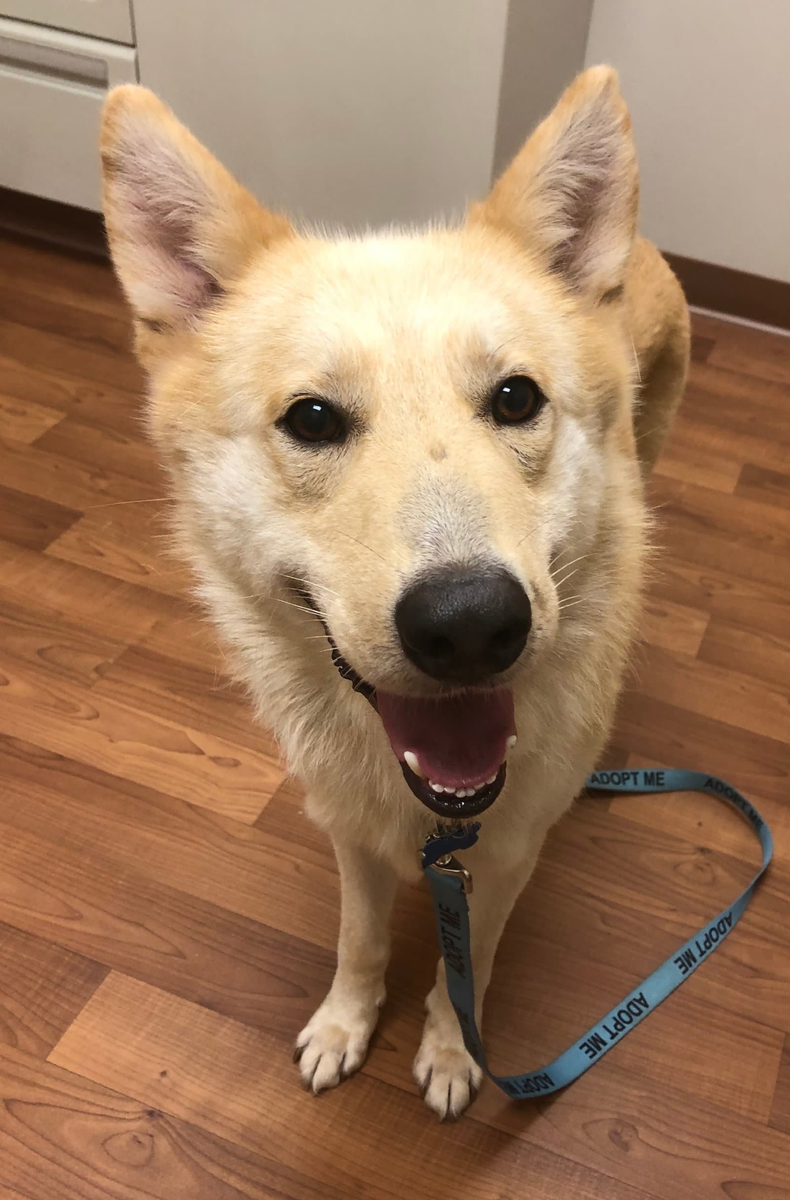 Indigo - White German Shepherd