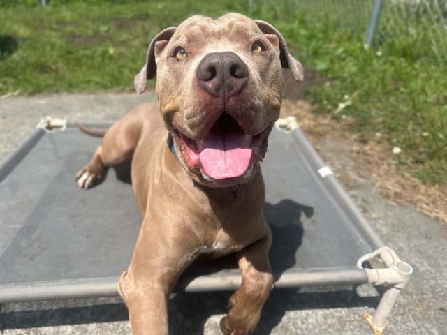 Brice - Pit Bull Terrier