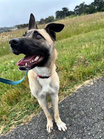 Dahlia - Belgian Shepherd Malinois