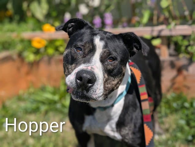 Hopper - Pit Bull Terrier
