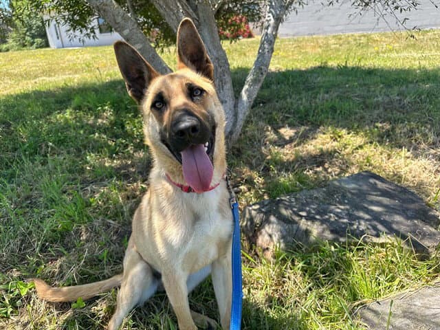 Dozer - German Shepherd Dog