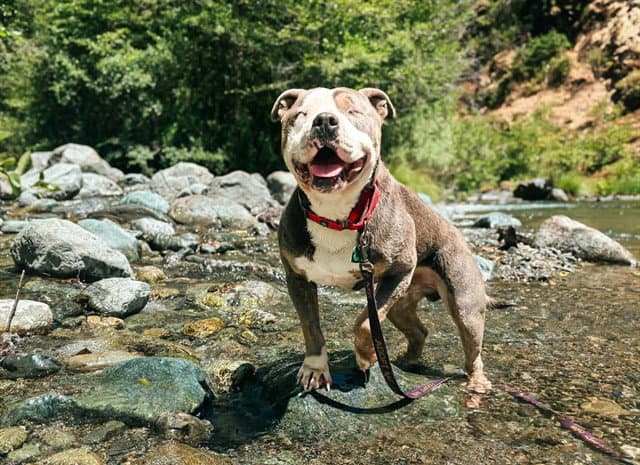 Ketchup - Pit Bull Terrier