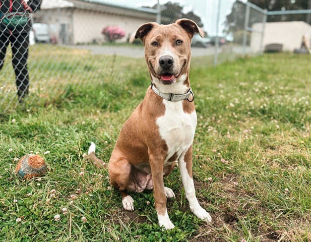 Andromeda - Pit Bull Terrier