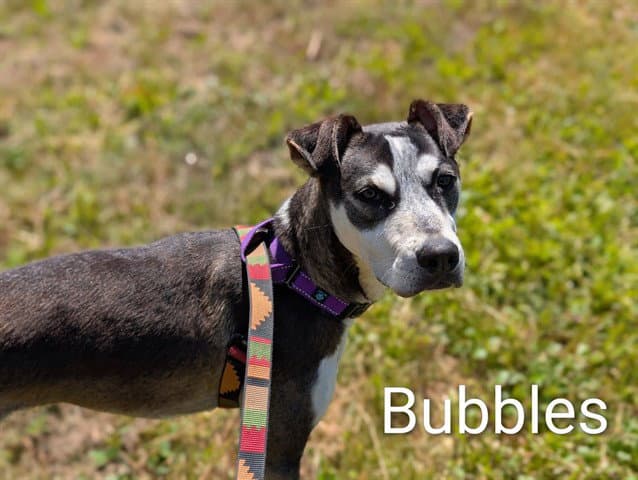 Bubbles - Siberian Husky