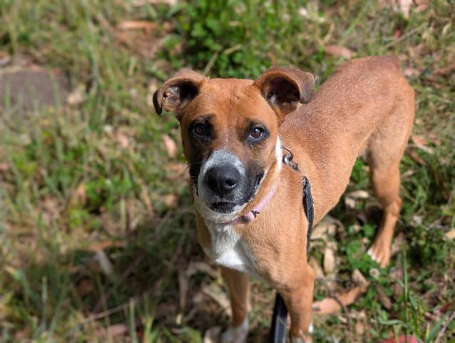 Polly - Boxer