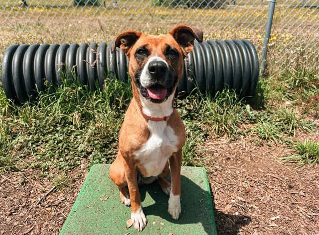 Polly - Boxer
