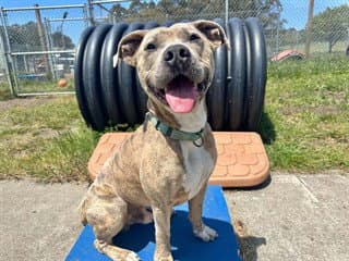 Sandstorm - Pit Bull Terrier