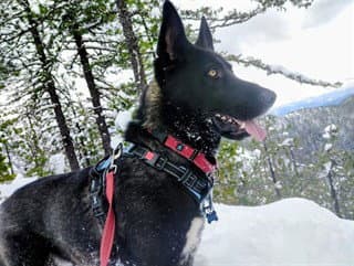 Oreo - German Shepherd Dog