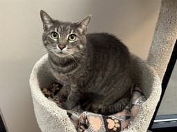 Greyson image 1