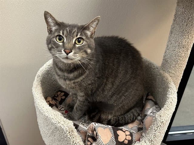 Greyson - Domestic Short Hair